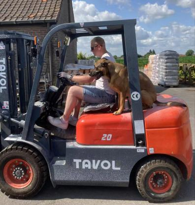 3 Tons Diesel Forklift.jpg